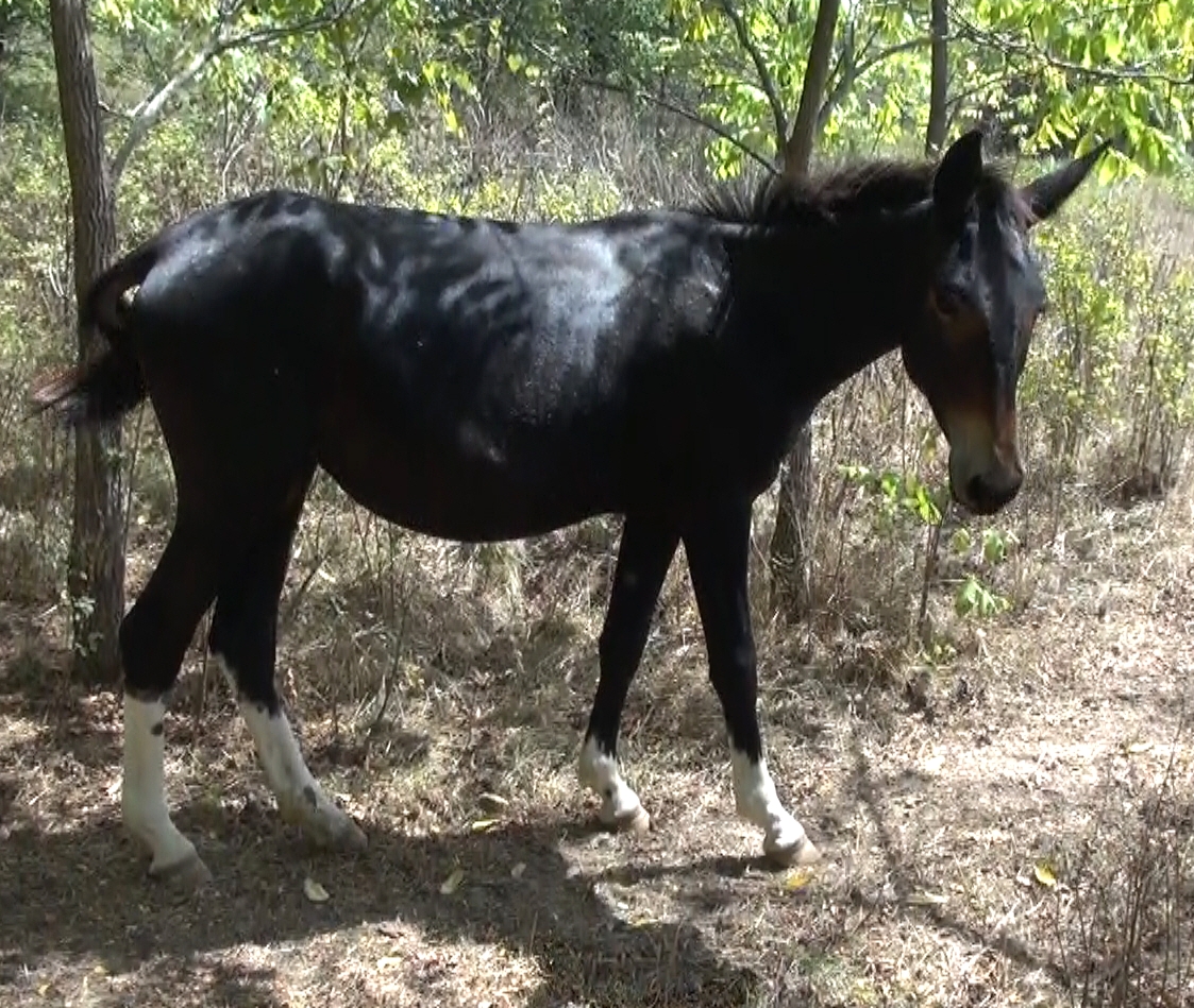 rachey mule